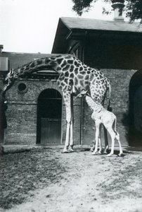Jirafa con bebé de 3 días y cuidador en el Zoológico de Londres, 1914 de Frederick William Bond